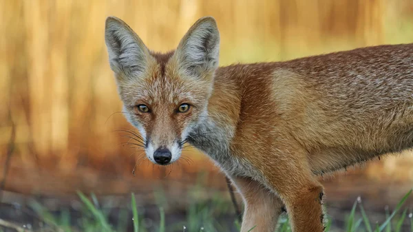 Retrato de uma raposa vermelha selvagem — Fotografia de Stock