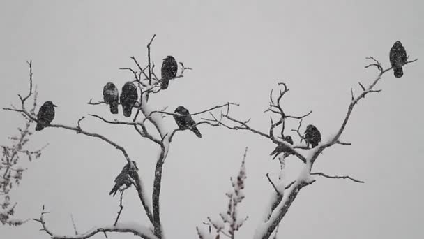 Saatkrähen auf trockenem Baum begrüßten den ersten Schnee — Stockvideo