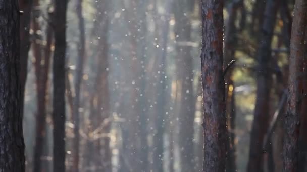 겨울 숲에 눈송이 — 비디오