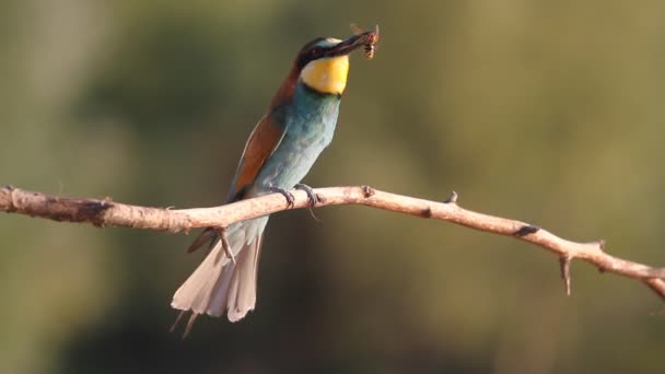 Song bird of paradise with prey — Stock Video