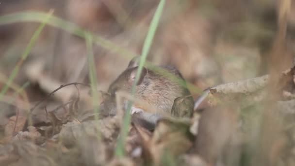 Tarla faresi bir delik gizleme — Stok video