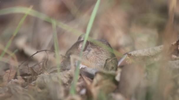 Ratón de campo escondido en un agujero — Vídeo de stock