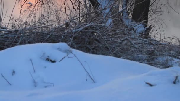 Árbol cubierto de nieve al amanecer — Vídeos de Stock