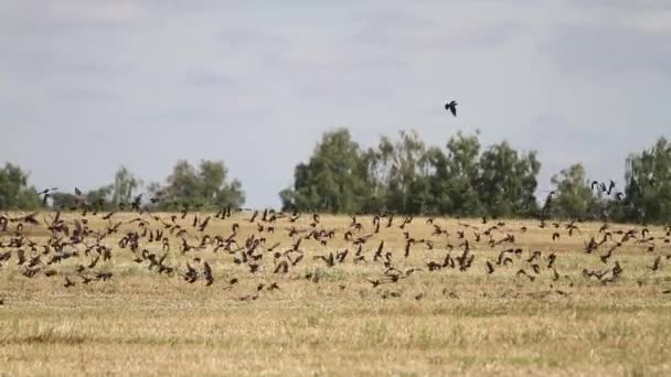 Buğday alanında sığırcık sürüsü — Stok video