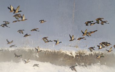flock of wild ducks flying in fog clipart