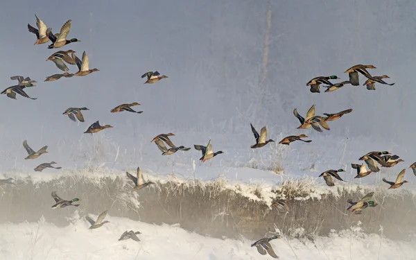 Flock of wild ducks flying in fog — Stock Photo, Image