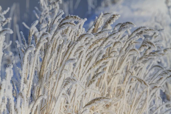 frozen grass illuminated winter sun