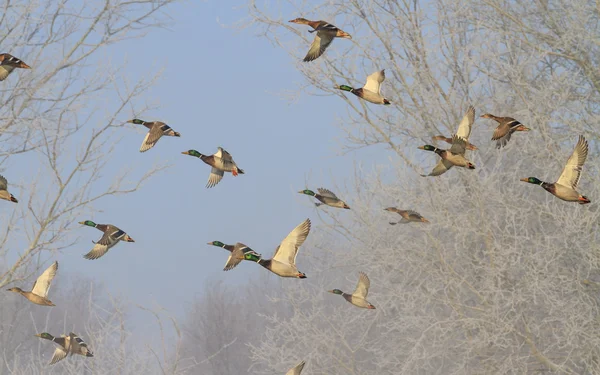 Nádherný let kachny v zimě — Stock fotografie