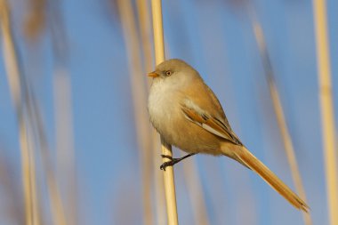 Sakallı baştankara dişi kuş