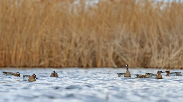 Flock årta vilar på vattnet — Stockfoto