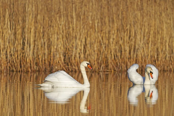 Paire de cygnes nageant ensemble — Photo