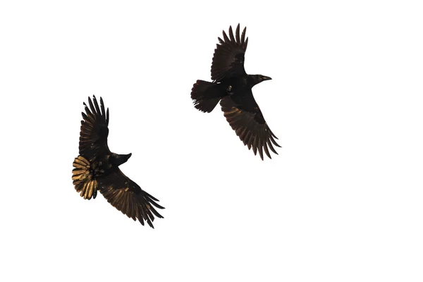 Пара ворон у польоті з розкиданими крилами — стокове фото