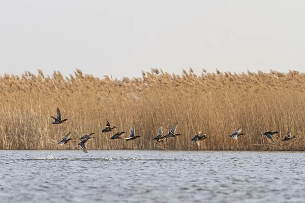 Hejno stěhovavých kachny na vodě — Stock fotografie