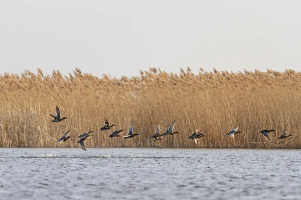 Flock of migratory ducks on the water — Stock Image Flock of migratory ducks on the water Royalty Free Stock Photos