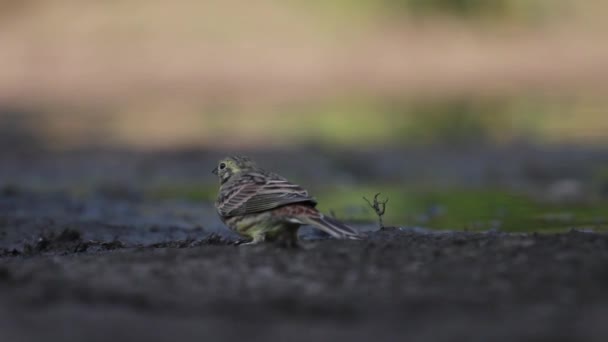 Дикая птица во время полива — стоковое видео