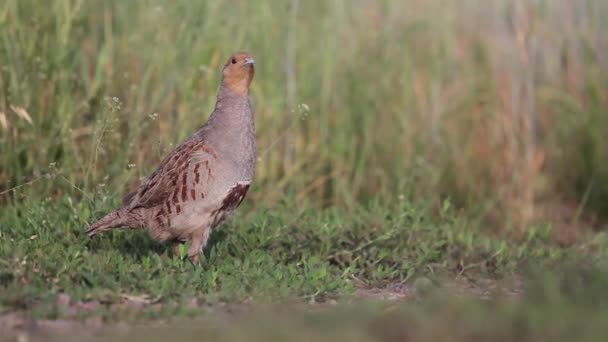 Grey partridge on the edge of the field — Stock Video
