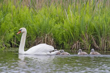 Babası kuğu piliçle