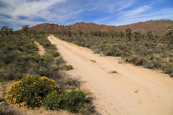 Mojave national conserve — Stockfoto