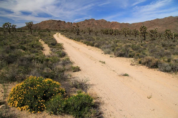 Mojave national conserve — Stockfoto