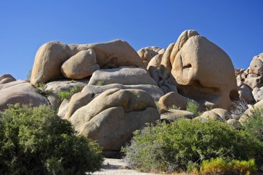 Joshua Tree Ulusal Parkı