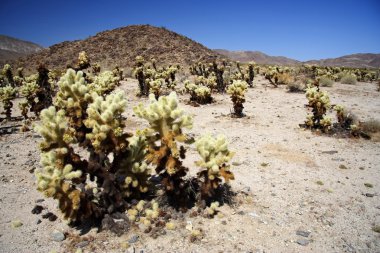 Joshua Tree Ulusal Parkı