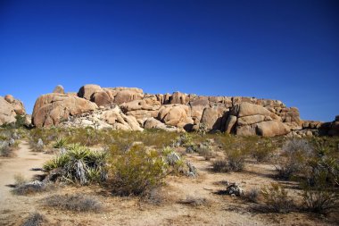 Joshua Tree Ulusal Parkı