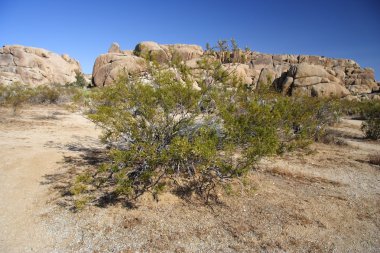 Joshua Tree Ulusal Parkı