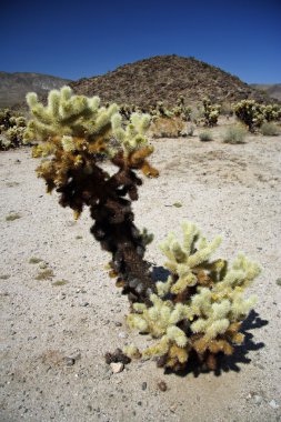 Joshua Tree Ulusal Parkı