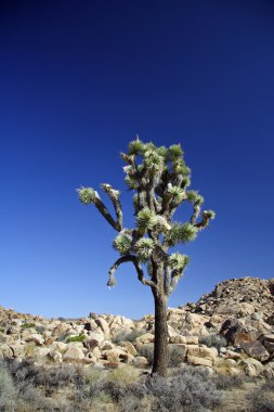 Joshua Tree Ulusal Parkı