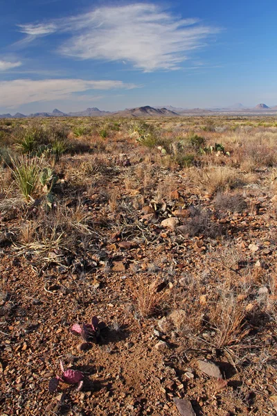 Paisaje desierto colorido — Foto de Stock
