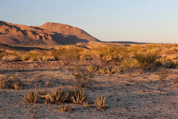 Parco nazionale di Big bend — Foto Stock