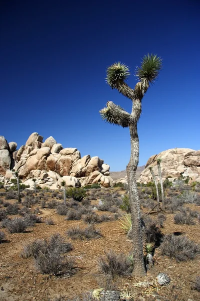 Národní park Joshua tree — Stock fotografie