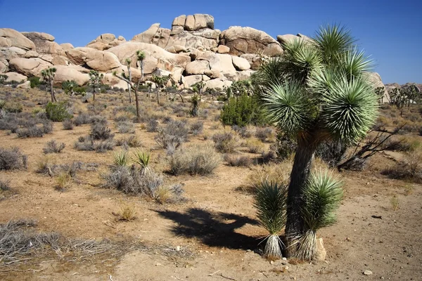 Národní park Joshua tree — Stock fotografie