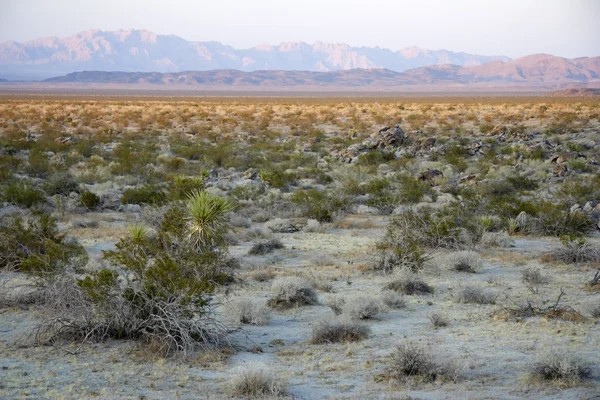 Joschua-Baum-Nationalpark — Stockfoto