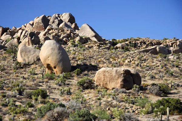 Národní park Joshua tree — Stock fotografie