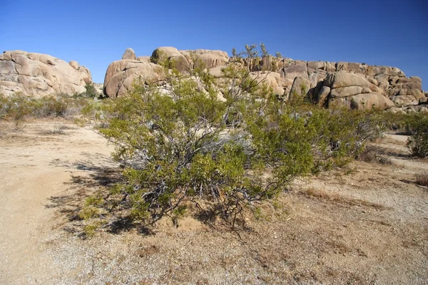 Národní park Joshua tree — Stock fotografie