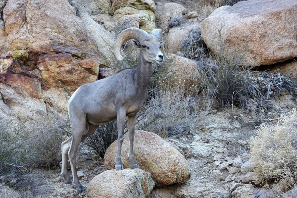 çöl bighorn koyun