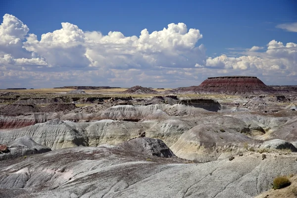 Nationaalpark Petrified forest — Stockfoto