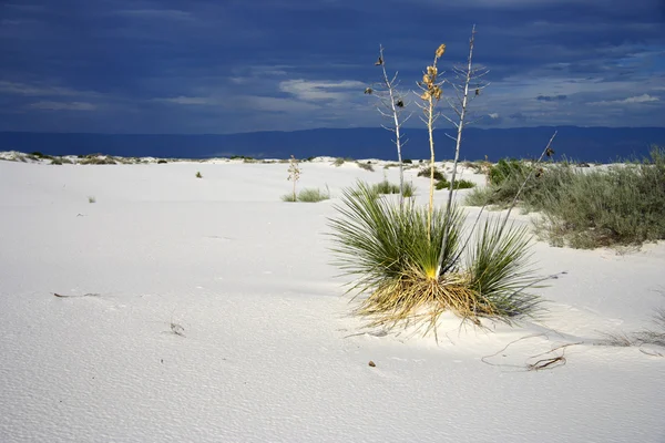 Nationaal monument White Sands — Stockfoto