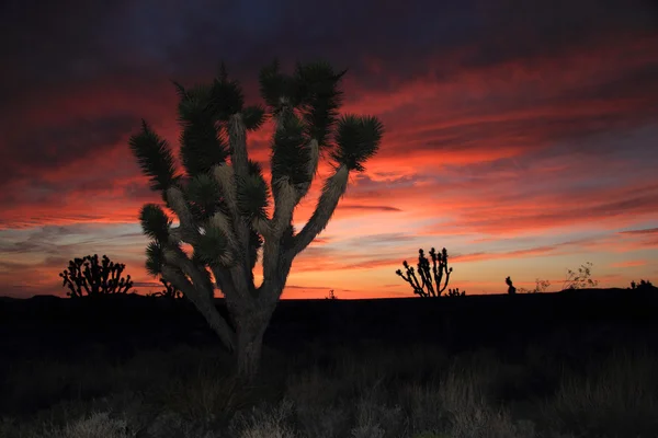 Conservación Nacional de Mojave — Foto de Stock