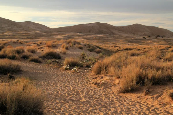 Sentier des dunes Kelso — Photo