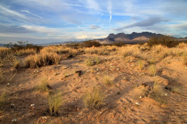 Deserto del Mojave in California — Foto Stock