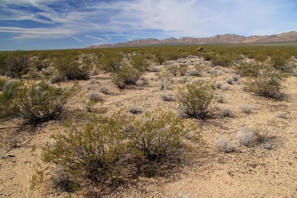 Deserto del Mojave in California — Foto Stock