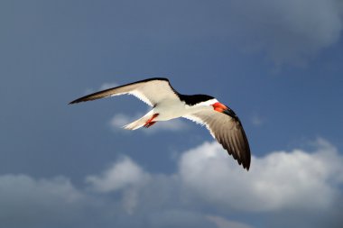 Siyah Kepçe Tigertail Beach