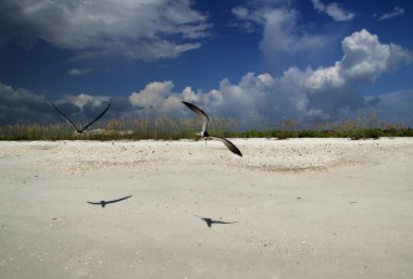 Black Skimmers on Tigertail Beach clipart