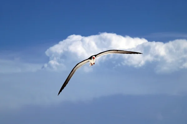 Black Skimmer on Tigertail Beach — Stock Photo, Image