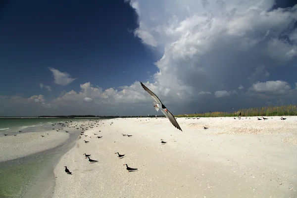 Black Skimmer na plaży Tigertail — Zdjęcie stockowe