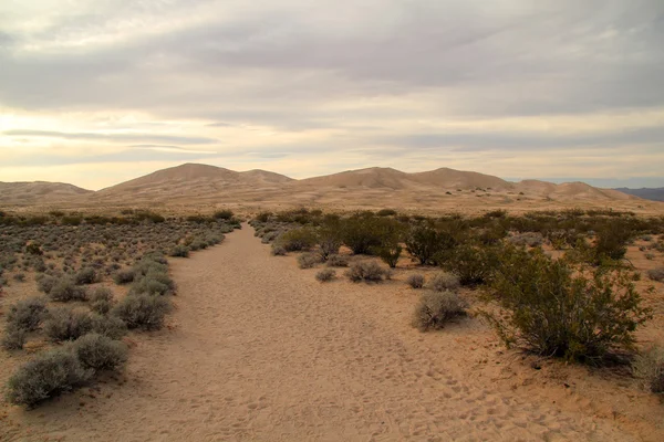 Mojave krajowych zachowania — Zdjęcie stockowe