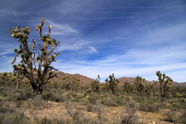 Reserva Nacional de Mojave — Fotografia de Stock