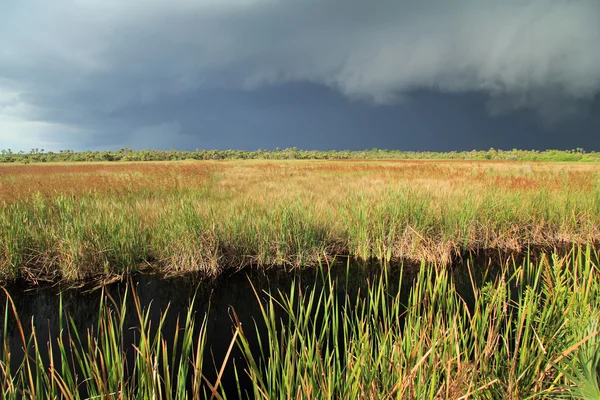 Tempête sur les Everglades — Photo